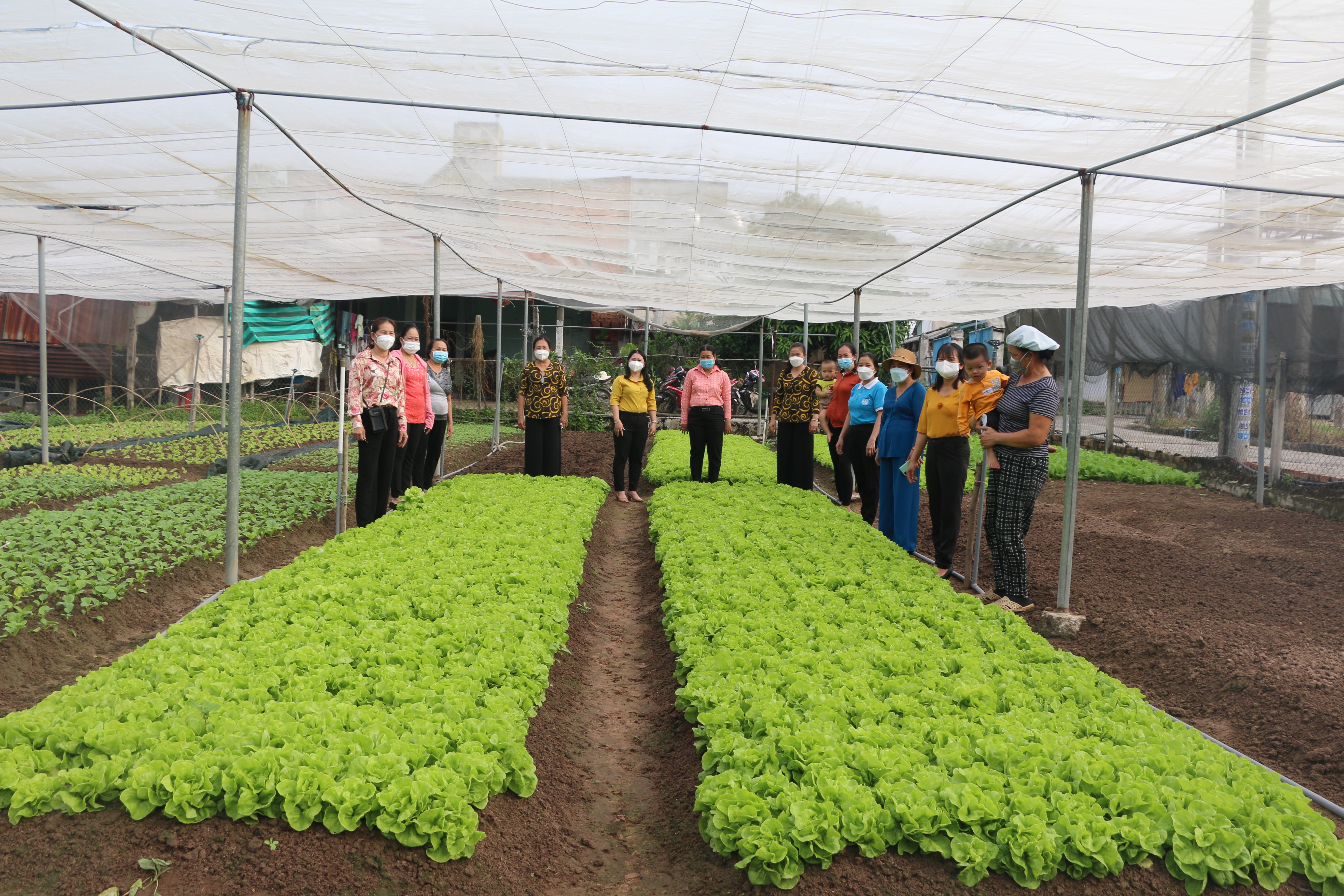 Hội Phụ nữ xã Lai Hưng tổ chức tham quan mô hình trồng rau nhà lưới của hội viên