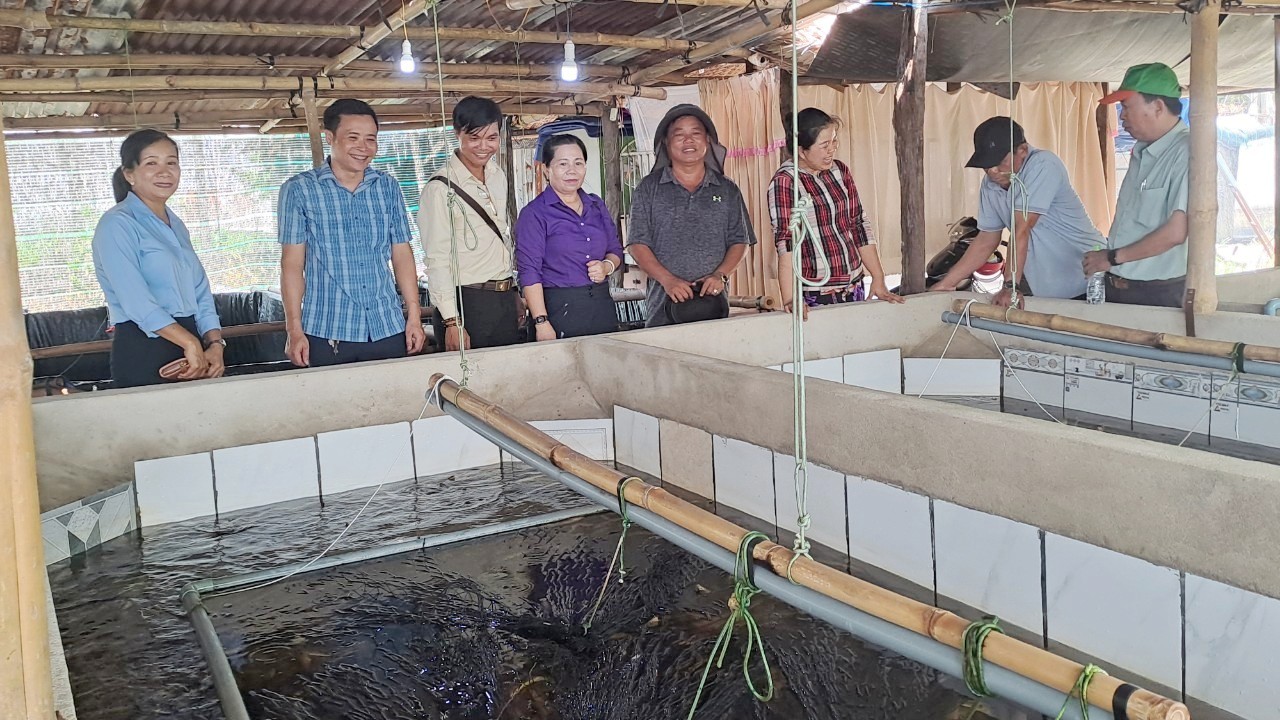 Gia đình anh Hồ Thành Tuấn: Thu nhập cao từ mô hình nuôi lươn không bùn