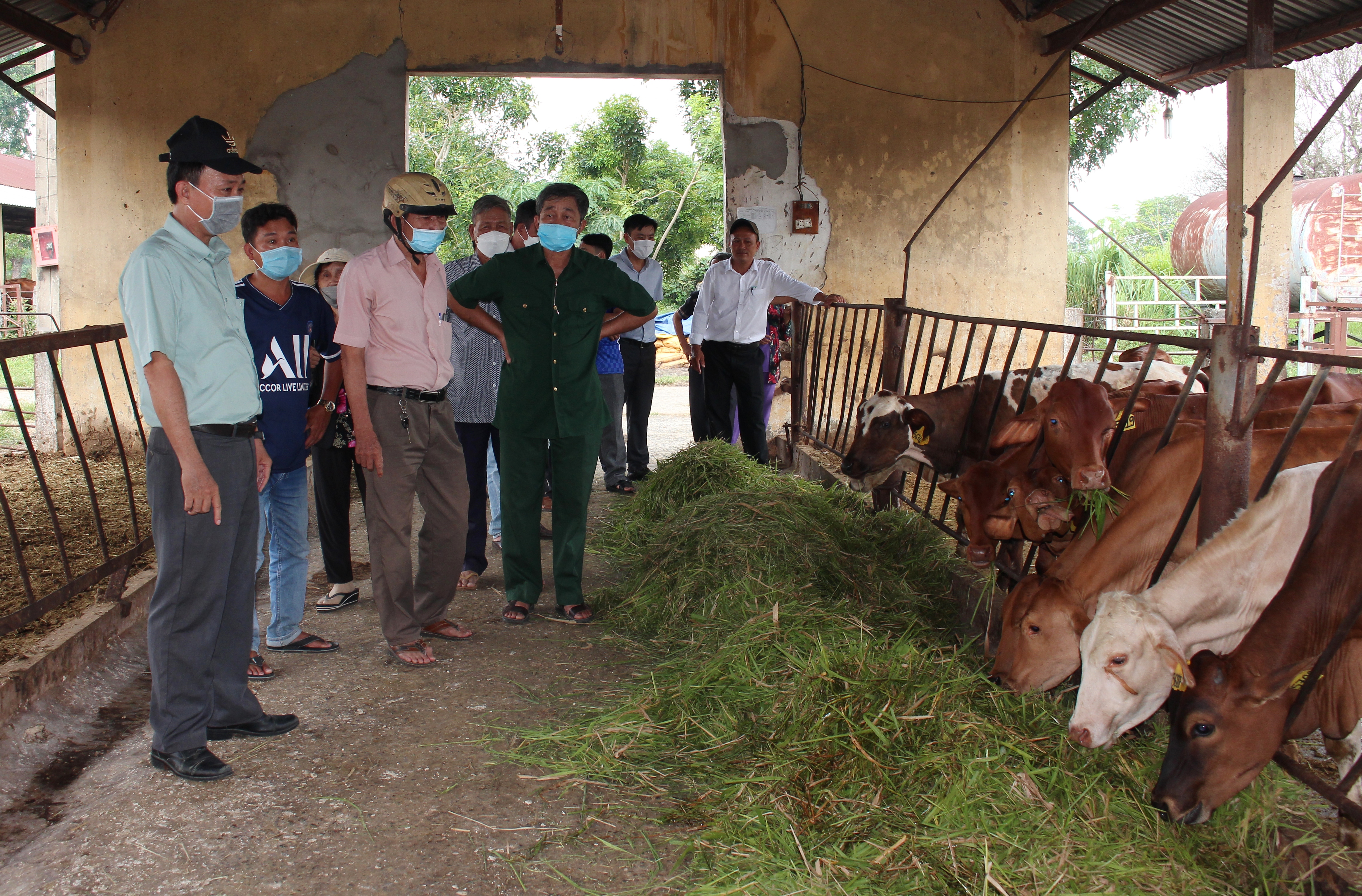 Các đại biểu tham quan mô hình nuôi bò trại tại Trung tâm nghiên cứu và phát triển gia súc lớn.