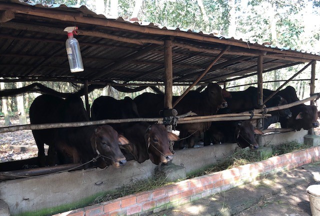 Hộ chăn nuôi bò vay vốn xã Long Nguyên